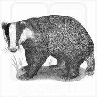 European Badger