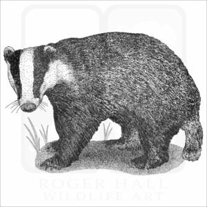 European Badger