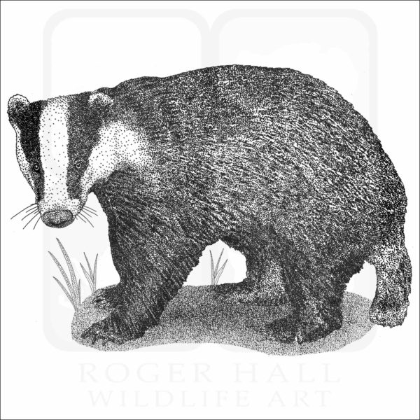 European Badger