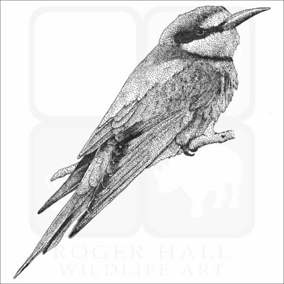 European Bee Eater