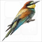 European Bee Eater illustration