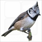 European Crested Tit illustration