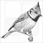 European Crested Tit