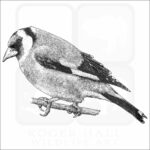 European Goldfinch