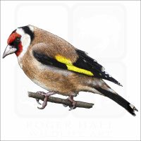 European Goldfinch illustration