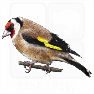 European Goldfinch illustration