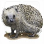 European Hedgehog illustration