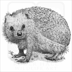 European Hedgehog