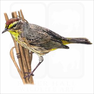 Palm Warbler illustration