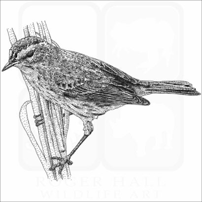 Palm Warbler