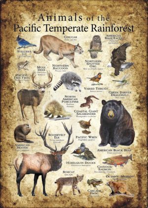 Animals of the Pacific Temperate Rainforest Poster Design