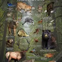 Animals of the Pacific Temperate Rainforest Poster Design