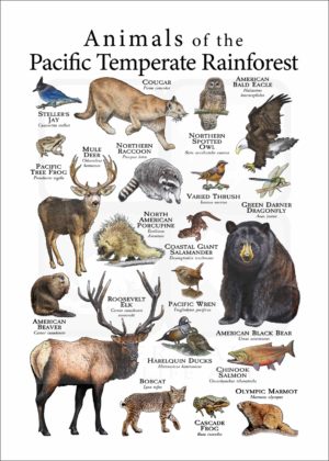 Animals of the Pacific Temperate Rainfores
