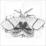 Fallen Bark Looper Moth