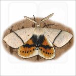 Fallen Bark Looper Moth illustration