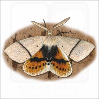 Fallen Bark Looper Moth illustration