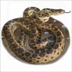 Gopher Snake illustration