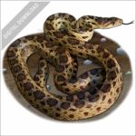 Gopher Snake stock image