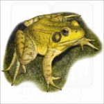 Green Frog illustration