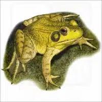 Green Frog illustration