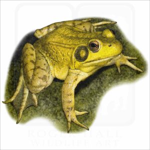 Green Frog illustration
