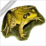 Green Frog stock image