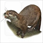 Hairy-Nosed Otter illustration