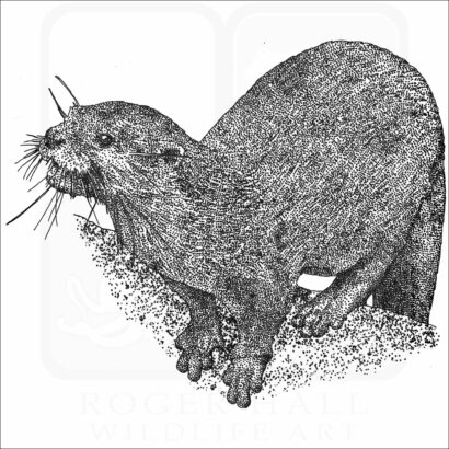 Hairy-Nosed Otter
