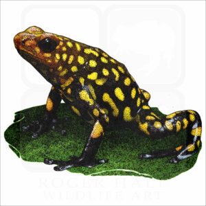 Harlequin Poison Dart Frog illustration