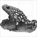Harlequin Poison Dart Frog