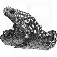 Harlequin Poison Dart Frog