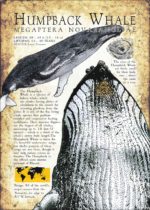 Humpback Whale poster