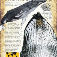 Humpback Whale poster