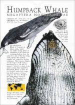Humpback Whale poster print