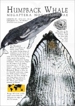 Humpback Whale poster print