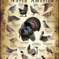 Upland Game Birds of North America poster