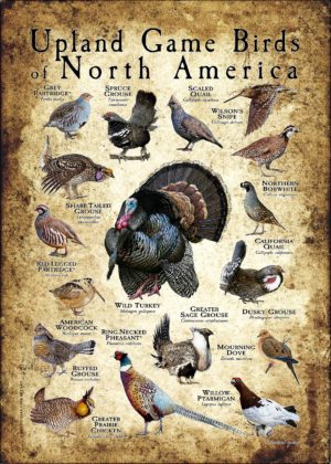 Upland Game Birds of North America poster
