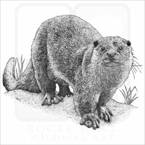 European Otter