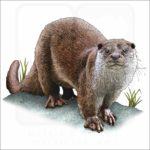 European Otter illustration