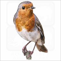 European Robin illustration