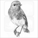 European Robin