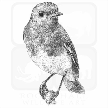 European Robin
