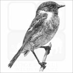 European Stonechat