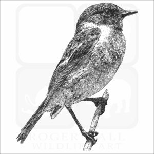 European Stonechat