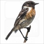 European Stonechat illustration