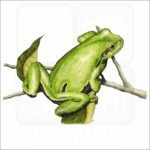 European Tree Frog illustration