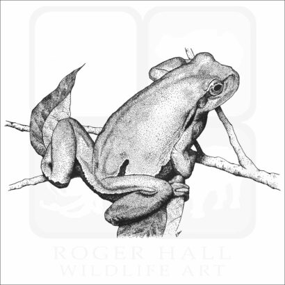 European Treefrog