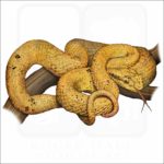 Eyelash Pit Viper illustration