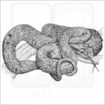 Eyelash Pit Viper