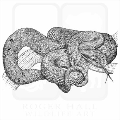 Eyelash Pit Viper